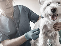 Veterinary - company announcements