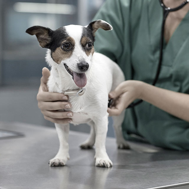 Using veterinary to human parallel development to speed drugs to market