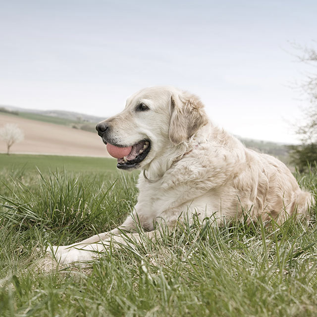 QBiotics' STELFONTA Receives FDA Approval for Canine Mast cell Tumours